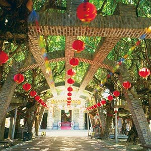 通樑古榕樹-1 VR