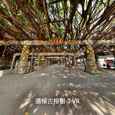 通樑古榕樹-2 VR