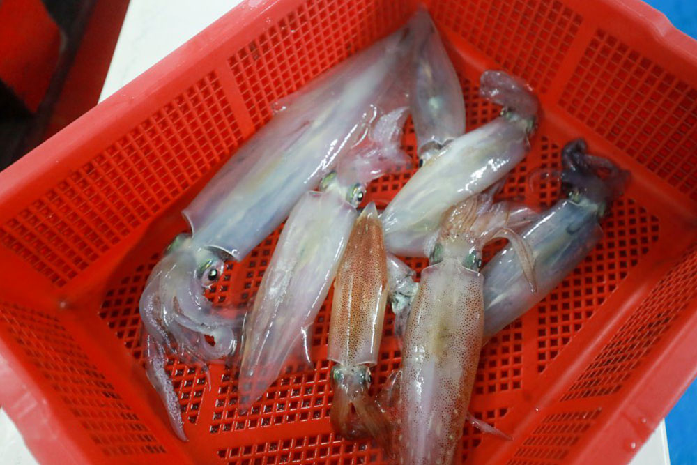 海上皇宮夜釣小管