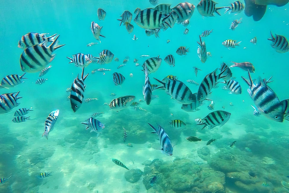浮潛活動.海底郵筒明信片